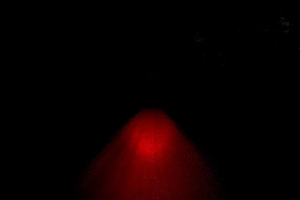 Bild Lupine Betty TL2 Ausleuchtung im Wald mit Rotlicht